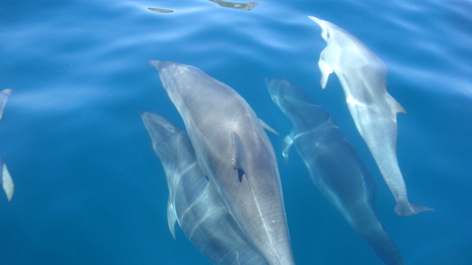 Lisbon: Arrábida Natural Park Dolphin Watching Boat Tour - Frequently Asked Questions