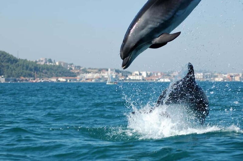Lisbon: Arrábida Natural Park, Setúbal, and Azeitão Day Trip - Key Points