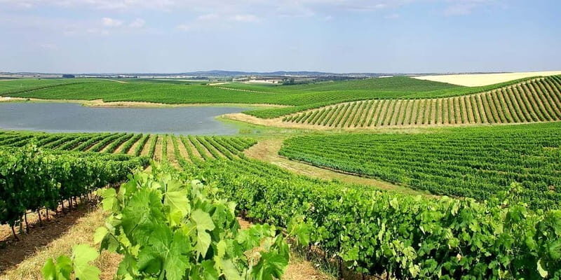 Lisbon: Arrábida Natural Park, Setúbal, and Azeitão Day Trip - The Charm of Azeitão and Its Wine Heritage