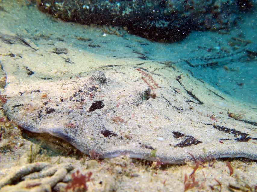 Lisbon: Become a Scuba Diver in 3-Days - Receive SSI Open Water Diver