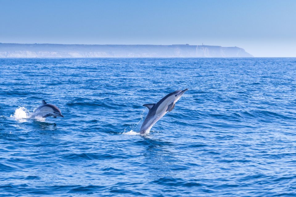 Lisbon: Dolphin Watching Boat Tour - Inclusions and Exclusions