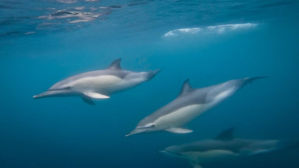 Lisbon: Dolphin Watching Boat Tour - Tour Itinerary