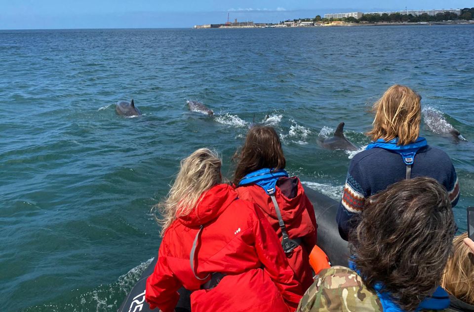 Lisbon: Dolphin Watching Boat Tour - Important Information