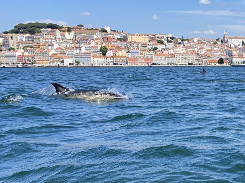 Lisbon: Dolphin Watching Boat Tour - Boat and Crew Details