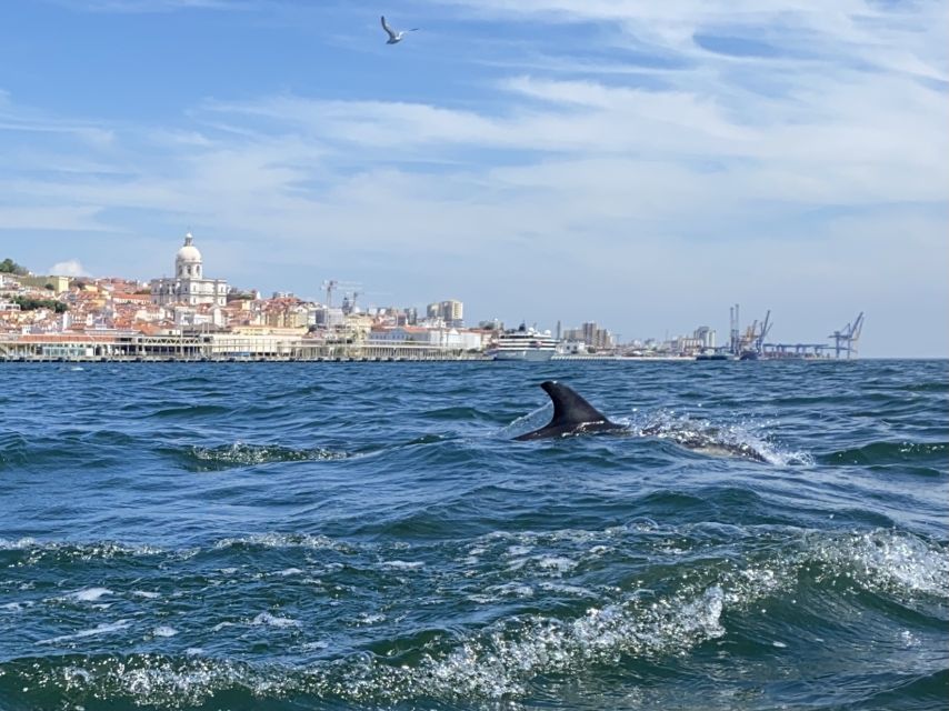 Lisbon: Dolphin Watching Boat Tour - Coastal Scenery and Views