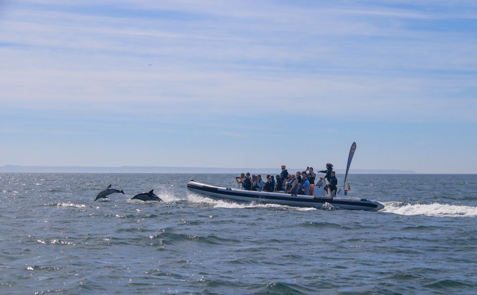 Lisbon: Dolphin Watching Boat Tour - Wildlife Spotting Opportunities