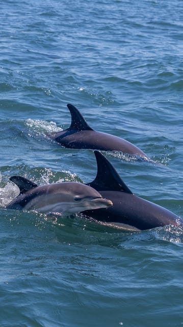 Lisbon: Dolphin Watching Boat Tour with Welcome Coffee - Key Points