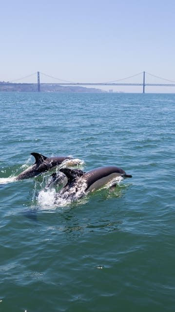 Lisbon: Dolphin Watching Boat Tour with Welcome Coffee - Practical Tips for Travelers