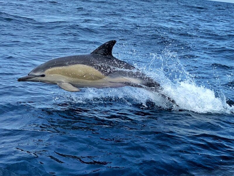 Lisbon: Dolphin Watching Boat Tour with Welcome Coffee - Who Will Love This Tour?