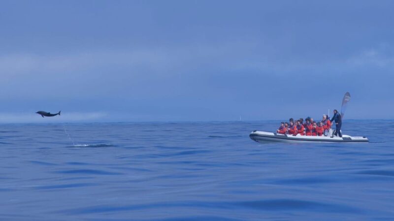 Lisbon: Dolphin Watching Boat Tour with Welcome Coffee - FAQ