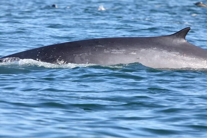 Lisbon Dolphin Watching With a Marine Biologist in a Small Group - Directions