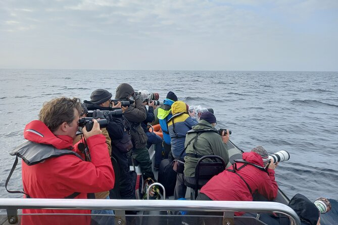 Lisbon Dolphin Watching With a Marine Biologist in a Small Group - Recap