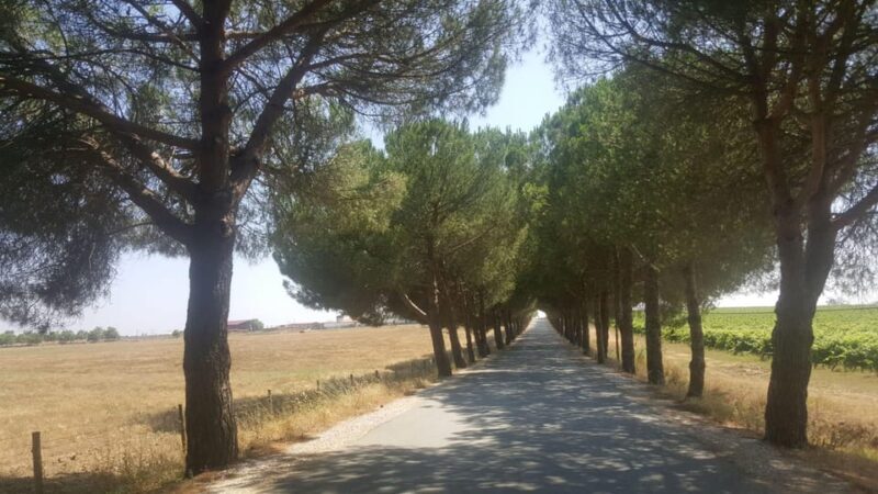 Lisbon: Évora and Alentejo Private Wine Tour - The Journey Begins: From Lisbon to Évora