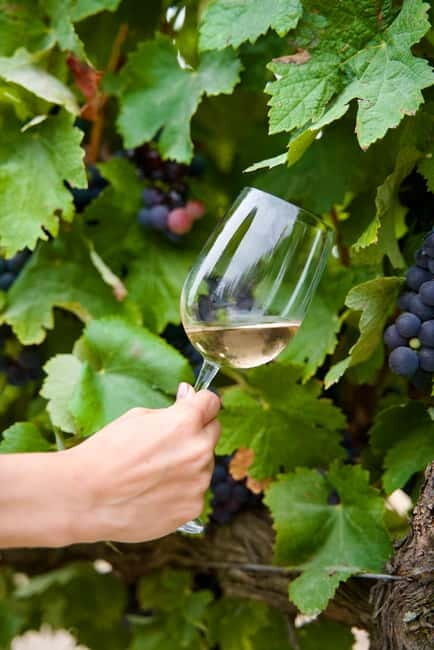 Lisbon: Full-Day Wine Tasting Tour in Setúbal ALL INCLUSIVE - Who Should Consider This Tour?