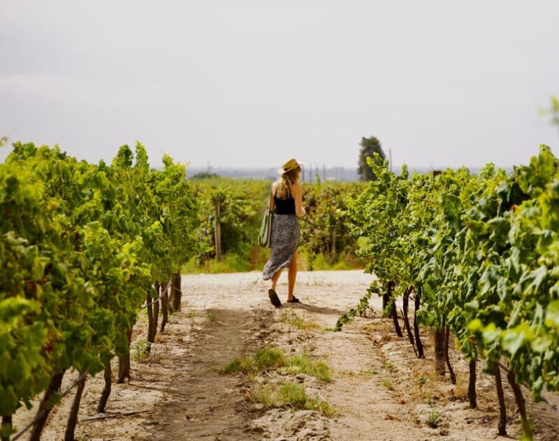 Lisbon: Full-Day Wine Tasting Tour in Setúbal ALL INCLUSIVE - An In-Depth Look at the Tour Experience