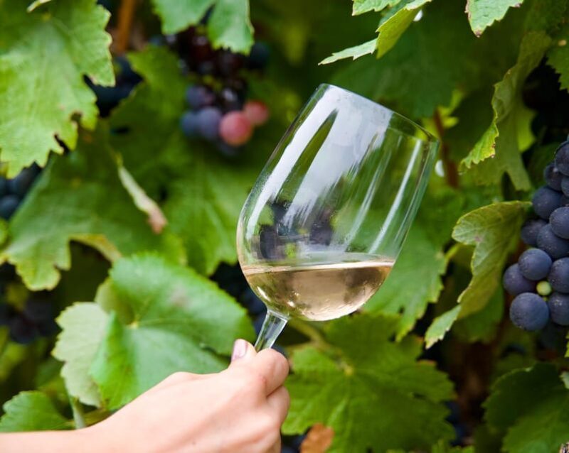 Lisbon: Full-Day Wine Tasting Tour in Setúbal ALL INCLUSIVE - The Practicalities: What to Expect