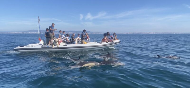 Lisbon: MAAT Entry Ticket & Dolphin Watching Boat Tour - Who Will Love This Tour?