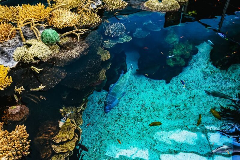 Lisbon: Oceanário de Lisboa Entrance Ticket - Frequently Asked Questions