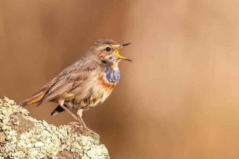 Lisbon: Private Birdwatching Tours with a Local Guide - A Closer Look at the Experience