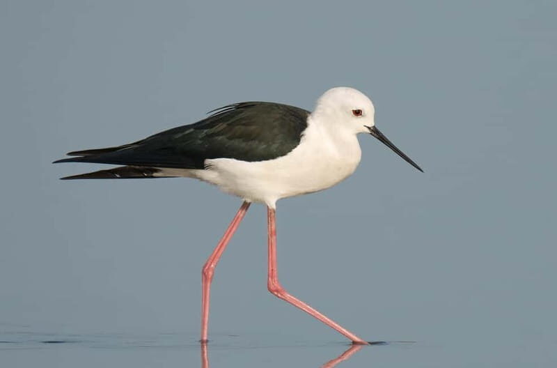 Lisbon: Private Birdwatching Tours with a Local Guide - Final Thoughts