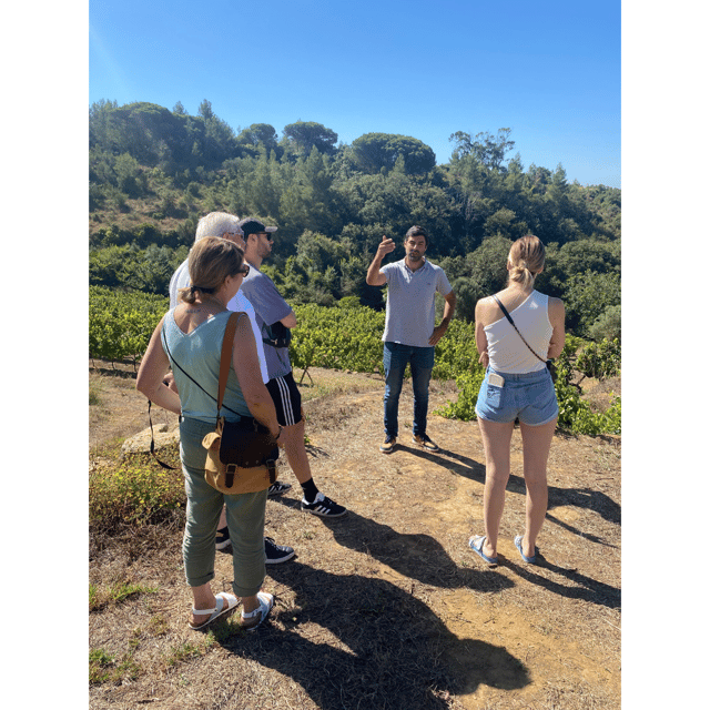 Lisbon: Private Full-Day Wine Tour with Driver - The Sum Up: Who Will Love This Tour?