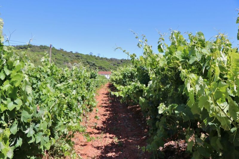 Lisbon Private Setúbal Region Wine Tasting Tour - Who This Tour Is Best For