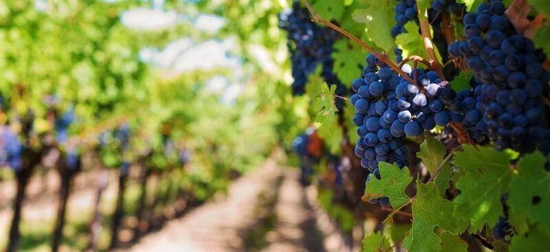 Lisbon: Setúbal, Arrábida and Azeitão Private Wine Tour - Why This Tour Works