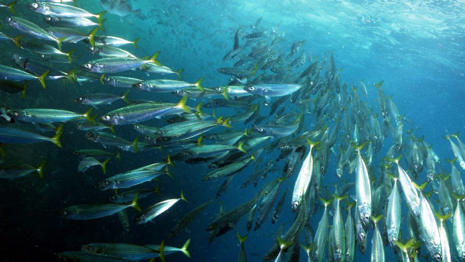 Lisbon: Snorkeling in Sesimbra/Arrábida Natural Park - Exploring the Marine Park
