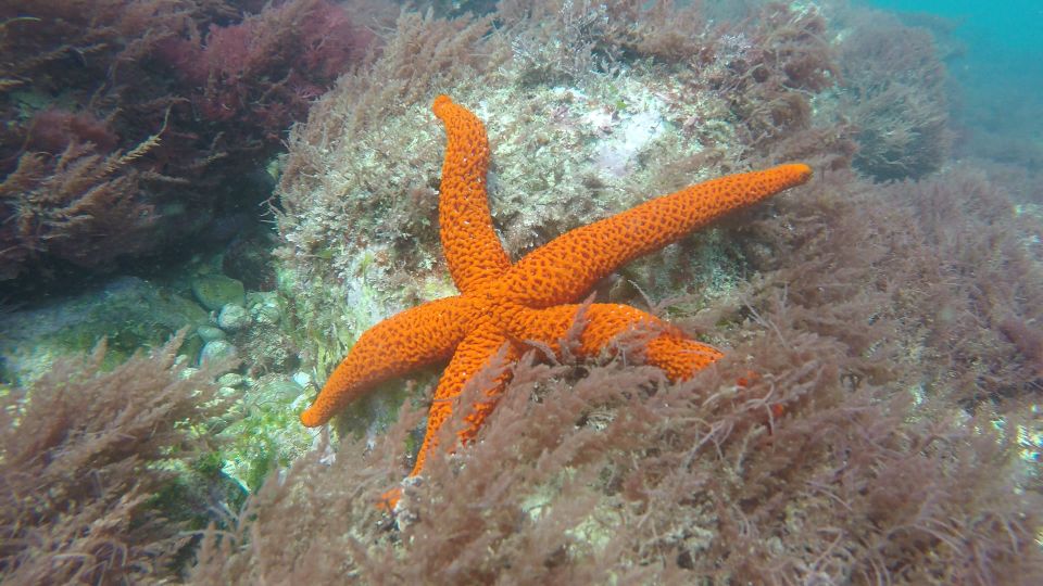 Lisbon: Snorkeling in Sesimbra/Arrábida Natural Park - Specialized Guide Expertise