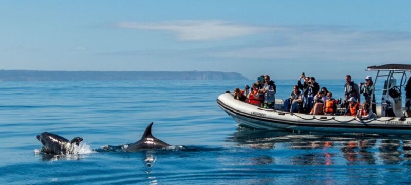 Lisbon: Sunset SpeedBoat Tour - Practical Tips for Your Speedboat Experience
