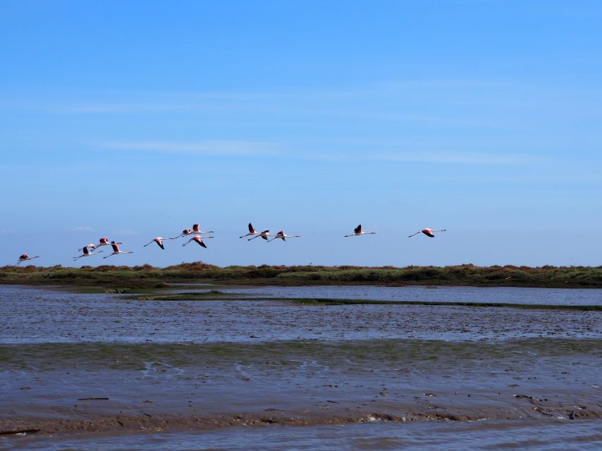 Lisbon: Tagus Estuary Nature Reserve Birdwatching Boat Tour - Itinerary Overview