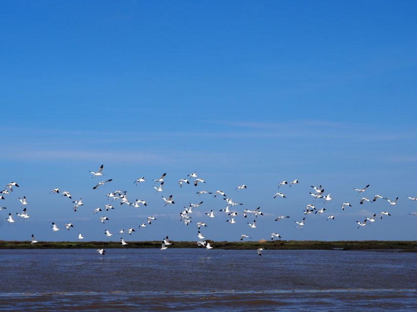 Lisbon: Tagus Estuary Nature Reserve Birdwatching Boat Tour - Wildlife and Marine Life