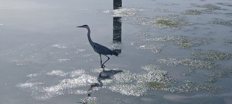 Lisbon: Tagus Estuary Nature Reserve Birdwatching Boat Tour - Booking and Reservations