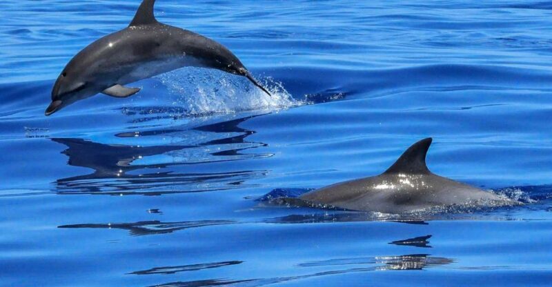 Lisbon: Tagus River Cruise to the Ocean & Dolphin Watching - Starting Point and Check-In
