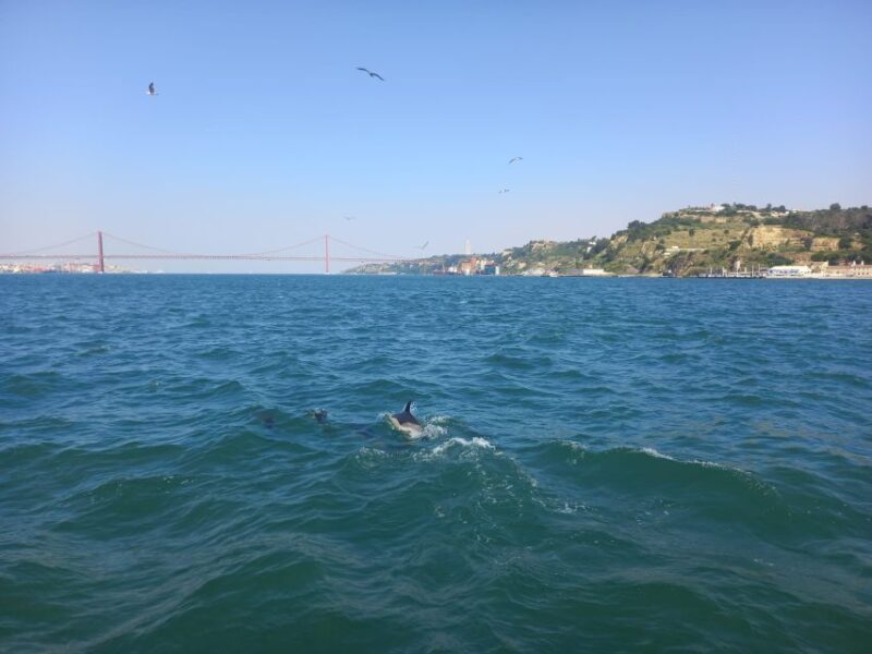 Lisbon: Tagus River Cruise to the Ocean & Dolphin Watching - Post-Trip Reflection