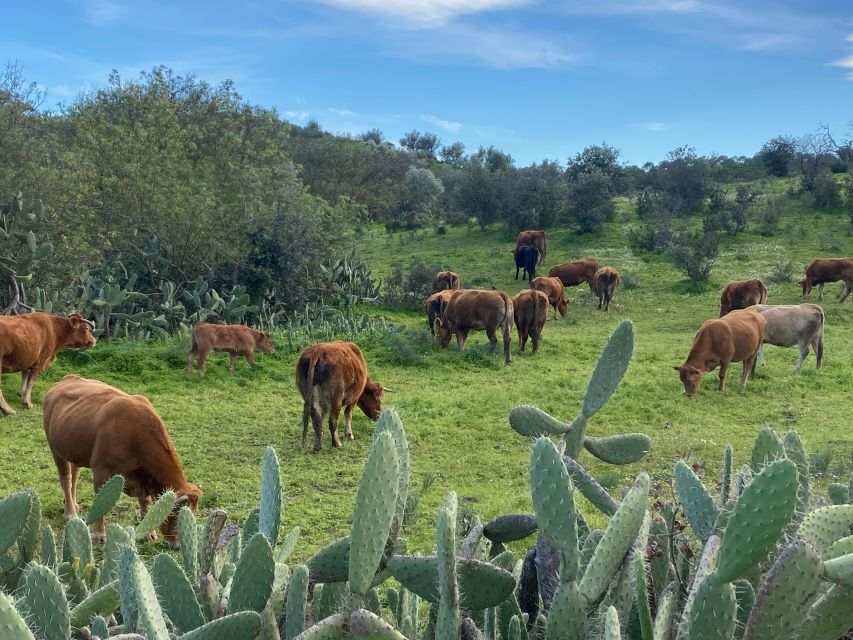 Lisbon to the Algarve; Guided Transfer With Extra Wow! - Discover Cork Oak Forests