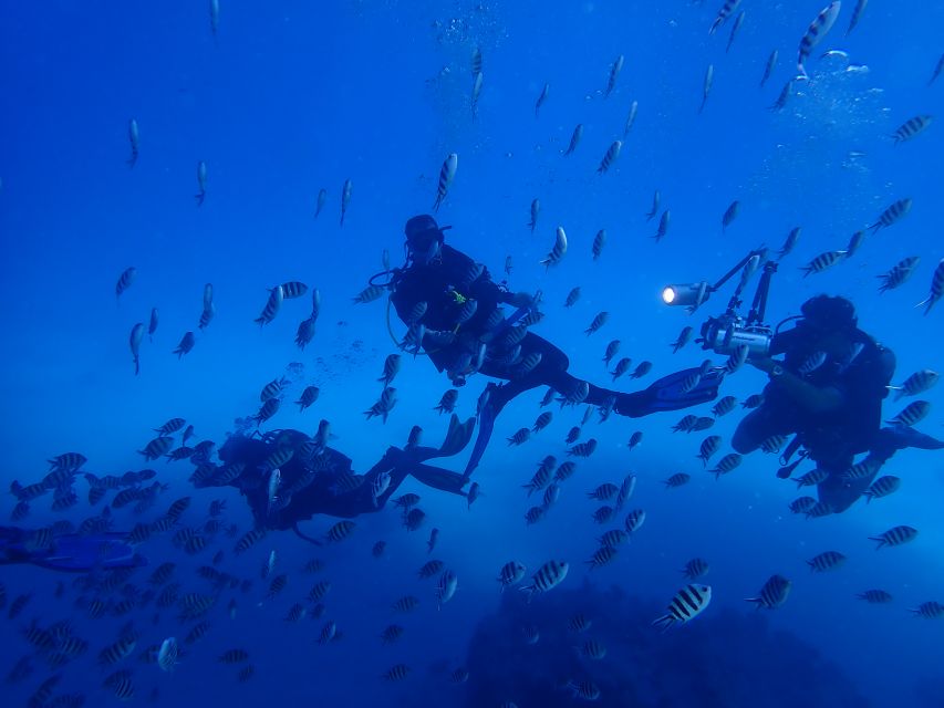 Lisbon: Try Diving in Arrábida Natural Park / Marine Reserve - Rare Species Observation