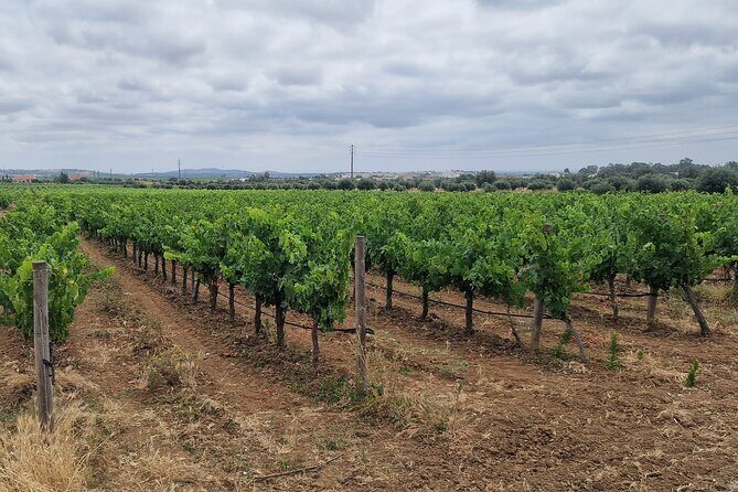 Lisbon Wine Tour: Azeitao, Setubal and Arrabida and Hotel Pickup - Final Thoughts