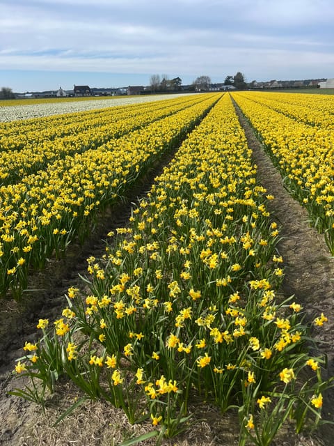 Lisse: Private Tulip Fields Tour With a Local Guide - Customer Reviews