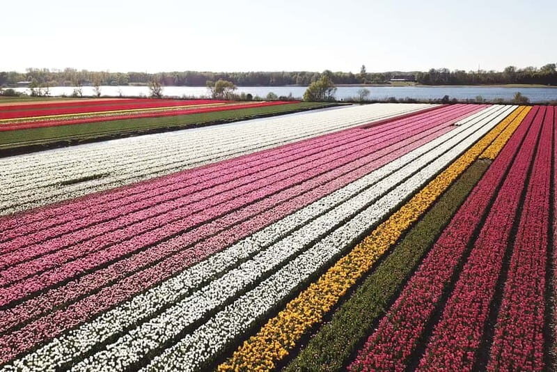Lisse: Self-Guided Tulip Fields GPS Audio Tour - Lisse: Self-Guided Tulip Fields GPS Audio Tour — A Practical, Authentic Way to Experience Dutch Blooms