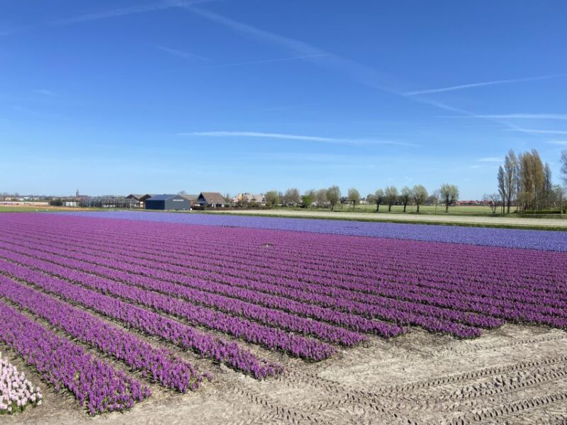 Lisse: Self-Guided Tulip Fields GPS Audio Tour - Experience and Highlights