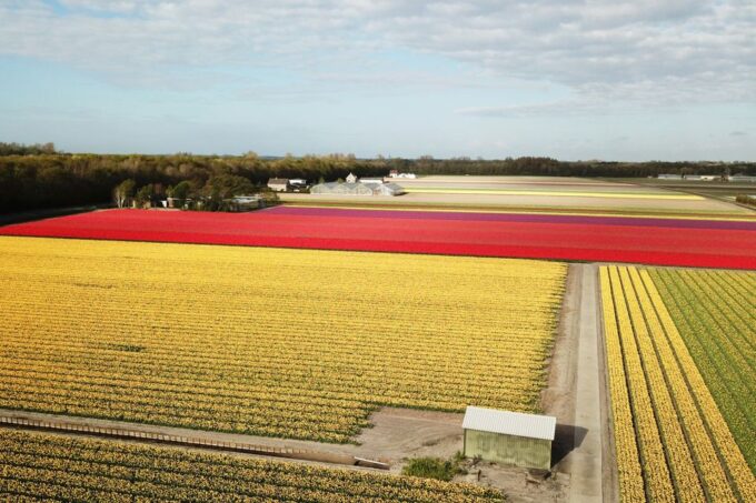 Lisse: Self-Guided Tulip Fields GPS Audio Tour - Vehicle Information and Features