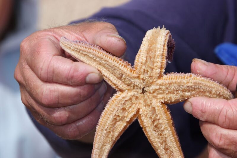 List/Sylt: Guided Seal-Watching Cruise on a Rustic Boat - An Authentic North Sea Adventure