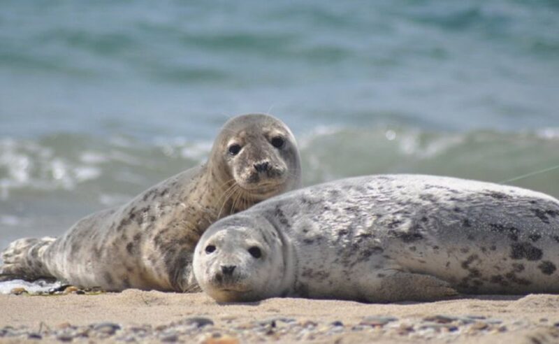 List/Sylt: Guided Seal-Watching Cruise on a Rustic Boat - The Value of This Experience
