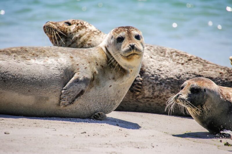 List/Sylt: Guided Seal-Watching Cruise on a Rustic Boat - Who Will Love This Tour?