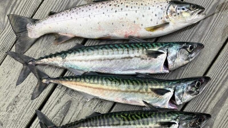 Lister: Inshore Fishing Tour with Local Guide - FAQ