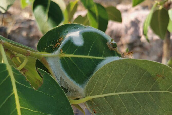 Litchfield Premium Day Tour, 10 guests only, lunch included - Accessibility and Practicalities