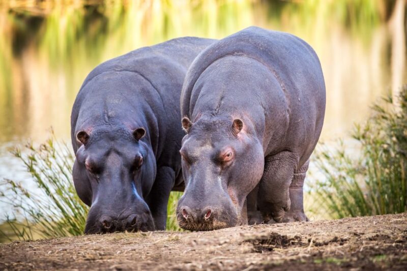 Little Brak River: Botlierskop Guided Game Drive - Good To Know