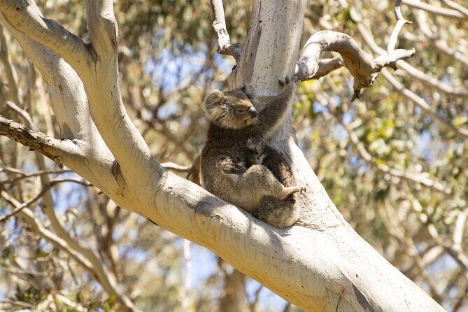 Little Koala Walking Tour - Exploring the Little Koala Walking Tour: A Genuine Encounter with Kangaroo Island’s Wildlife