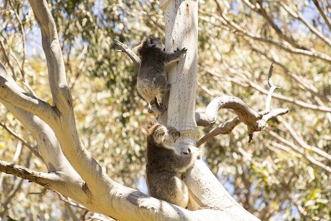 Little Koala Walking Tour - Key Points
